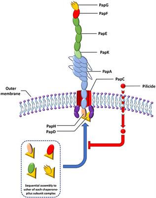 Small Molecule Anti-biofilm Agents Developed on the Basis of Mechanistic Understanding of Biofilm Formation